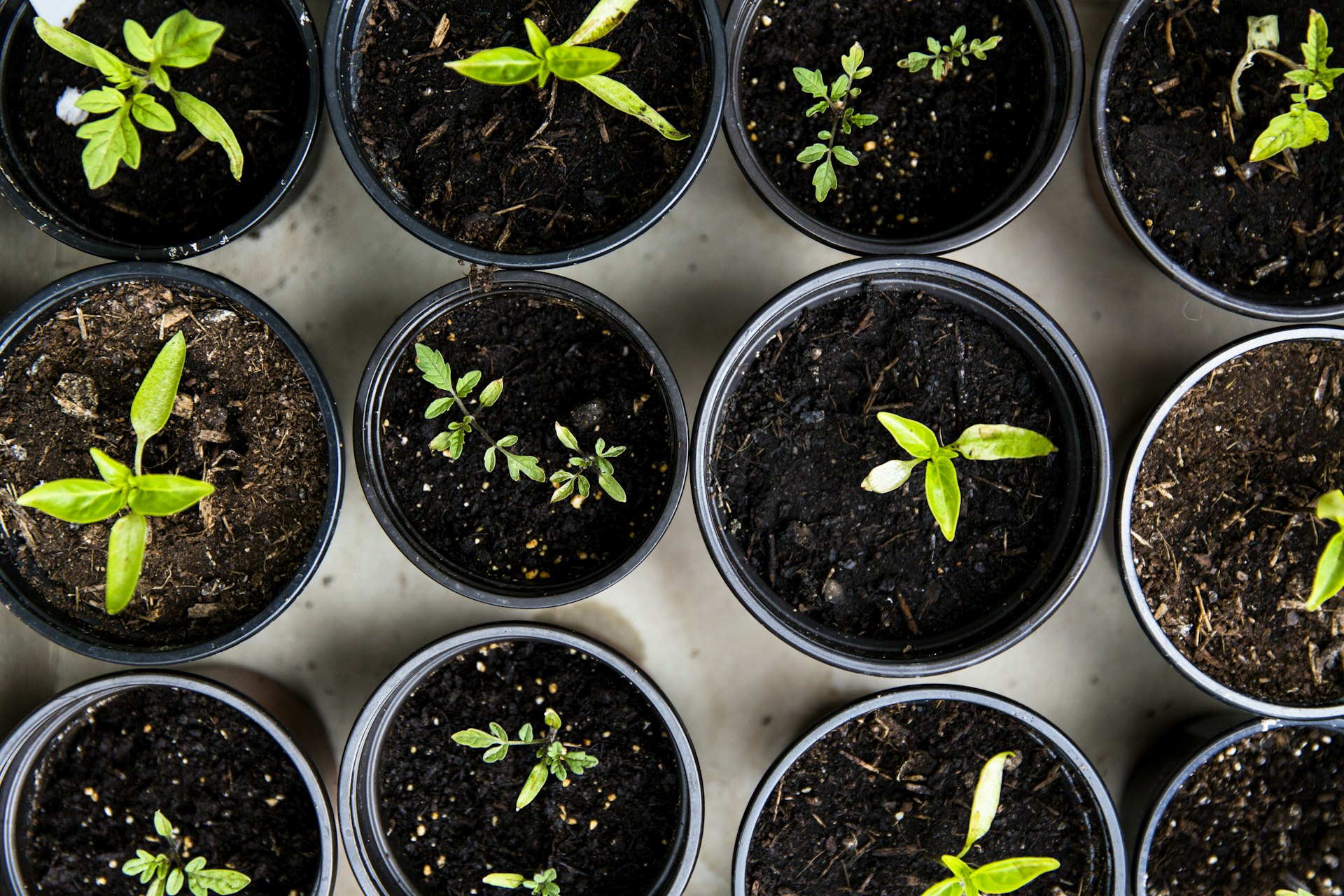Fertigation tips for horticulture crops