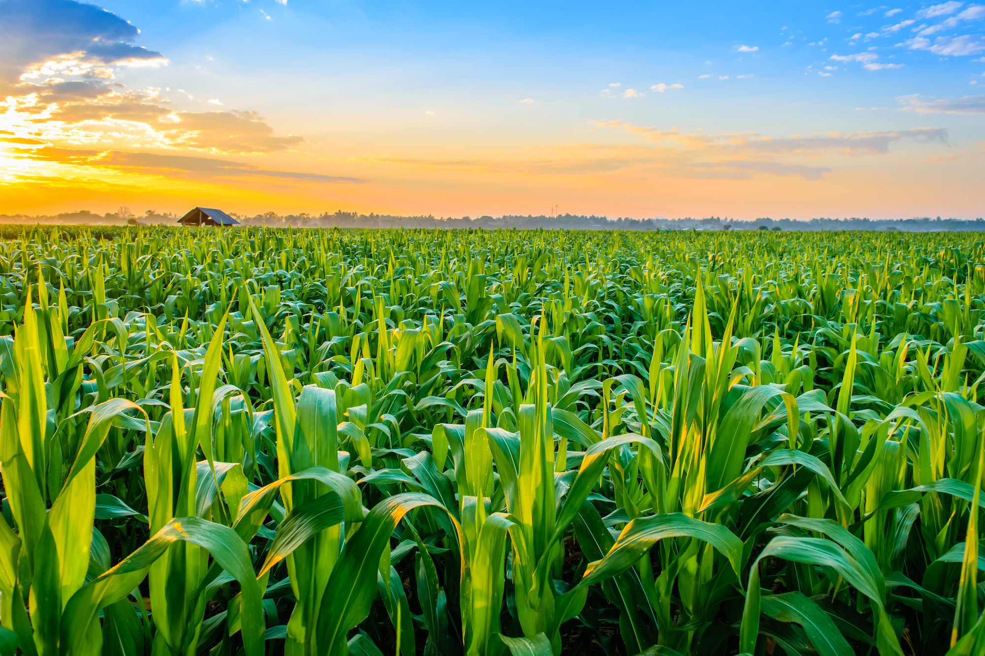 Micronutrients for flowering and fruit set