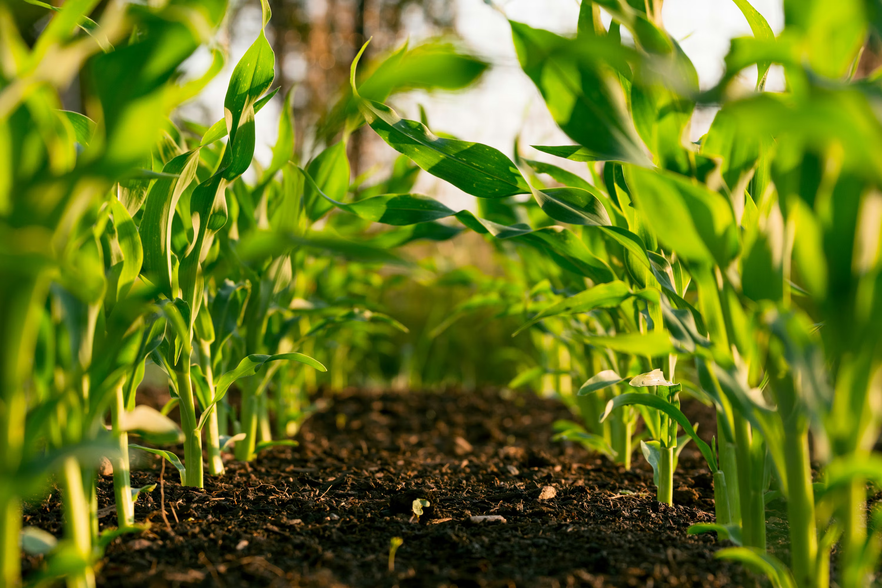 Residue-smart nutrition for safer produce