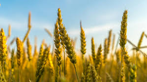 Before — Field comparison