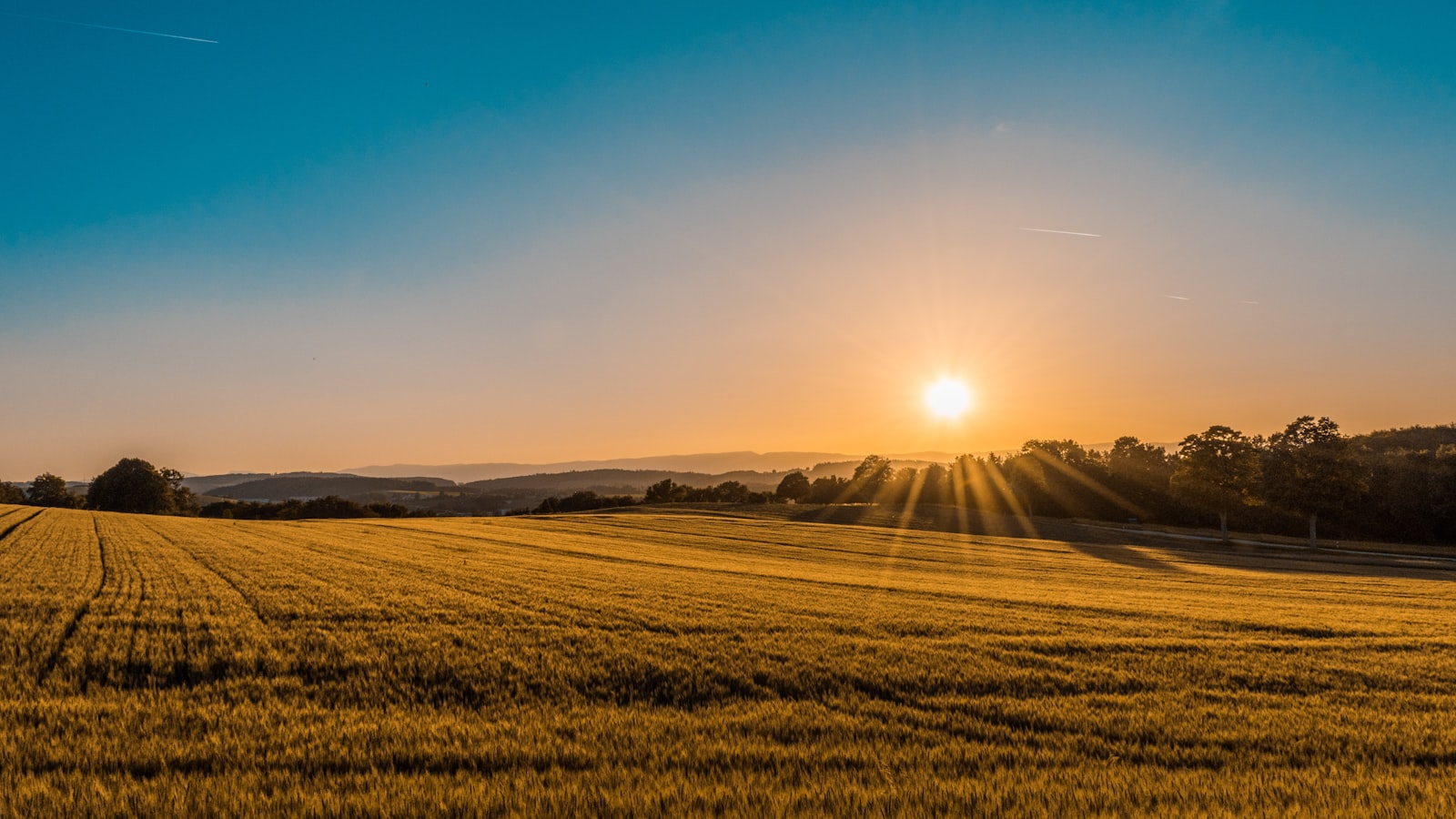 Healthy crops in the field